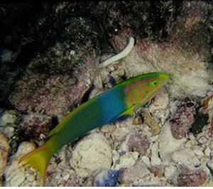 海魚活體 觀賞魚怎么養（海水觀賞魚的飼養方法） 海魚活體 觀賞魚怎么養（海水觀賞魚的飼養方法） 廣州孟吉爾 第3張