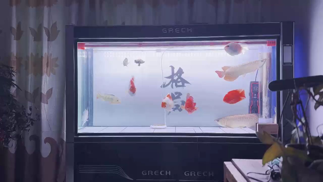 虎魚有時候包脖有時候不包：虎魚會包脖嗎？