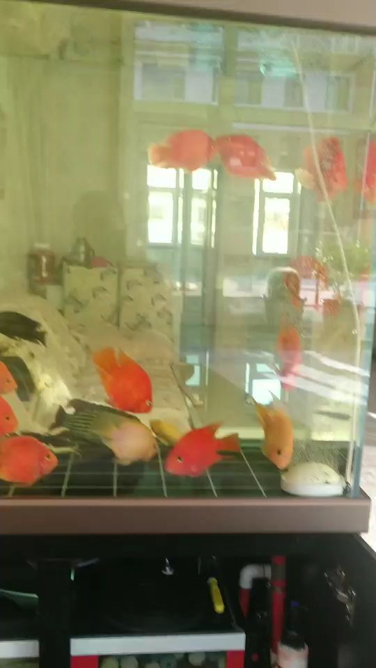 加了二十斤no1奈米球期待效果 錦鯉魚百科 第1張 加了二十斤no1奈米球期待效果 加了二十斤no1奈米球期待效果 錦鯉魚百科 第1張