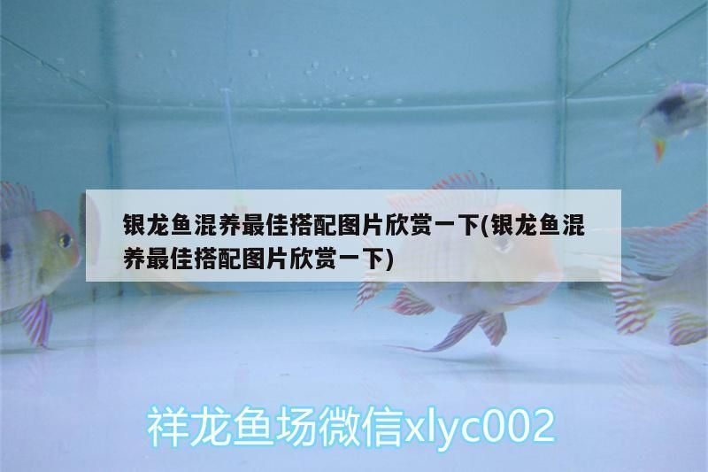 我的虎魚真菌感染了要怎么處理 銀龍魚混養最佳搭配圖片欣賞一下(銀龍魚混養最佳搭配圖片欣賞一下) 銀龍魚百科 銀龍魚混養最佳搭配圖片欣賞一下(銀龍魚混養最佳搭配圖片欣賞一下) 銀龍魚混養最佳搭配圖片欣賞一下(銀龍魚混養最佳搭配圖片欣賞一下) 銀龍魚百科