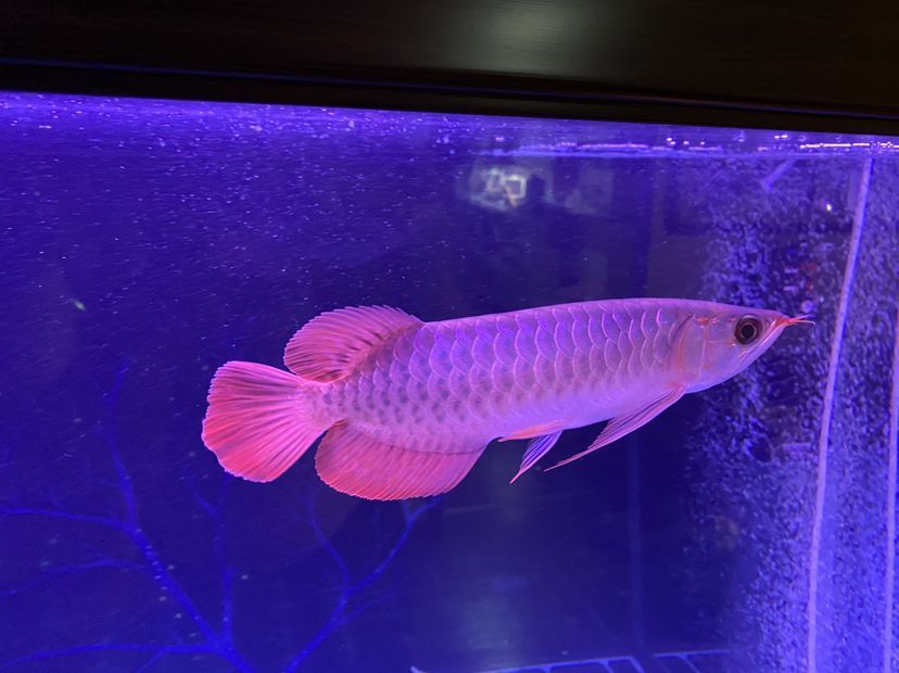 新上的大湖紅龍魚(yú)請(qǐng)大伙給說(shuō)說(shuō)品質(zhì)