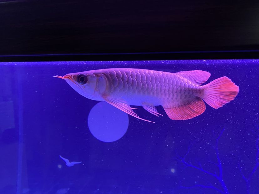 新上的大湖紅龍魚(yú)請(qǐng)大伙給說(shuō)說(shuō)品質(zhì)