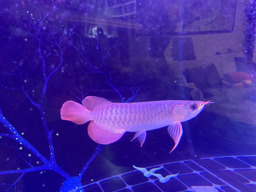 新上的大湖紅龍魚請大伙給說說品質