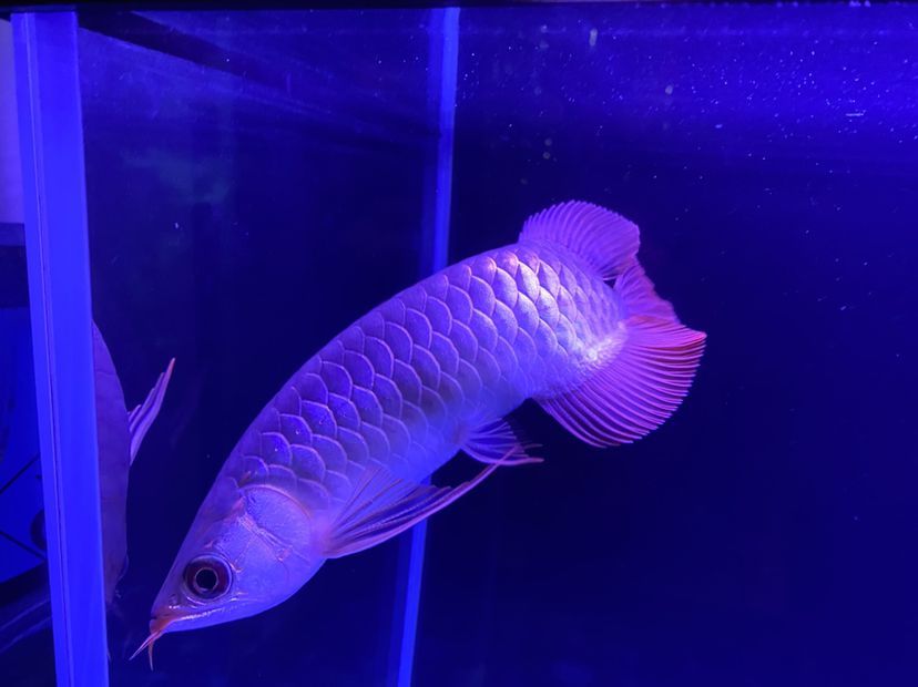 新上的大湖紅龍魚請大伙給說說品質