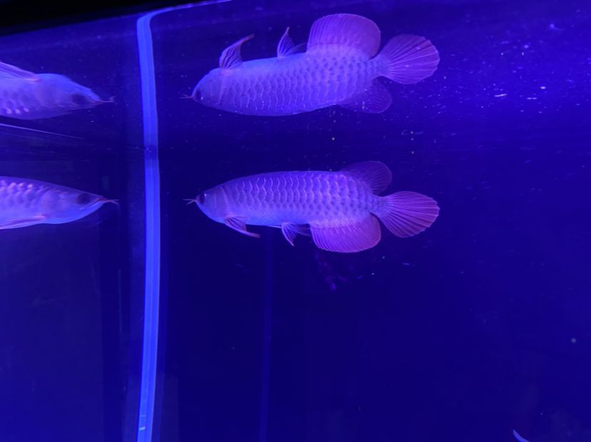 新上的大湖紅龍魚請大伙給說說品質