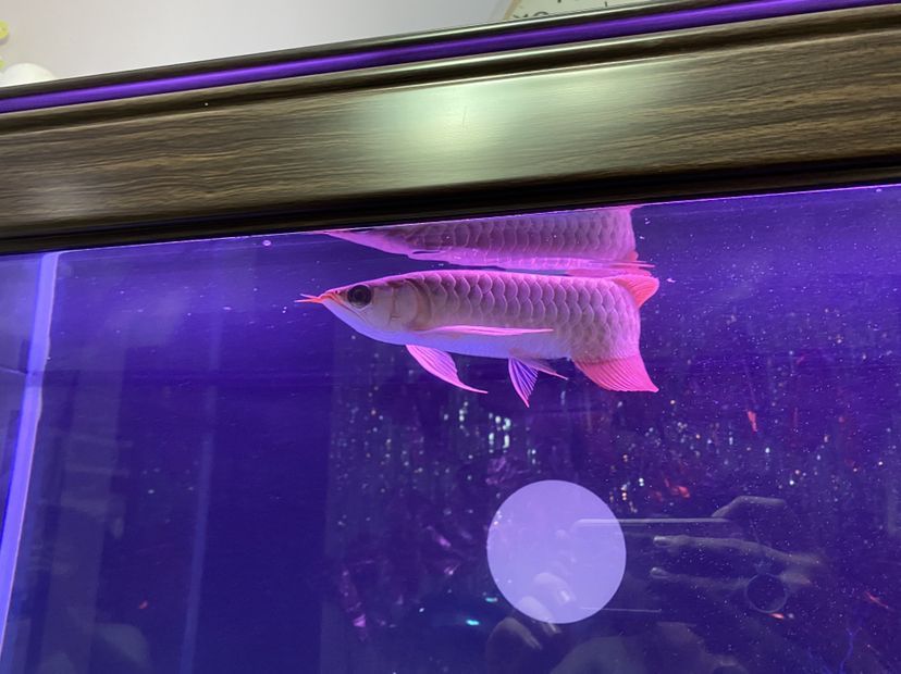 新上的大湖紅龍魚請大伙給說說品質