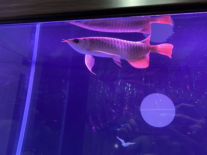 新上的大湖紅龍魚請大伙給說說品質