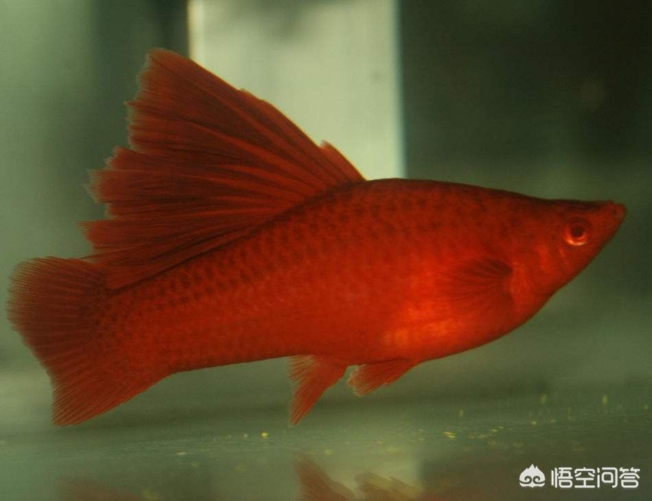 觀賞魚是什么（關于觀賞魚的知識） 觀賞魚是什么（關于觀賞魚的知識） 貝因美 第3張
