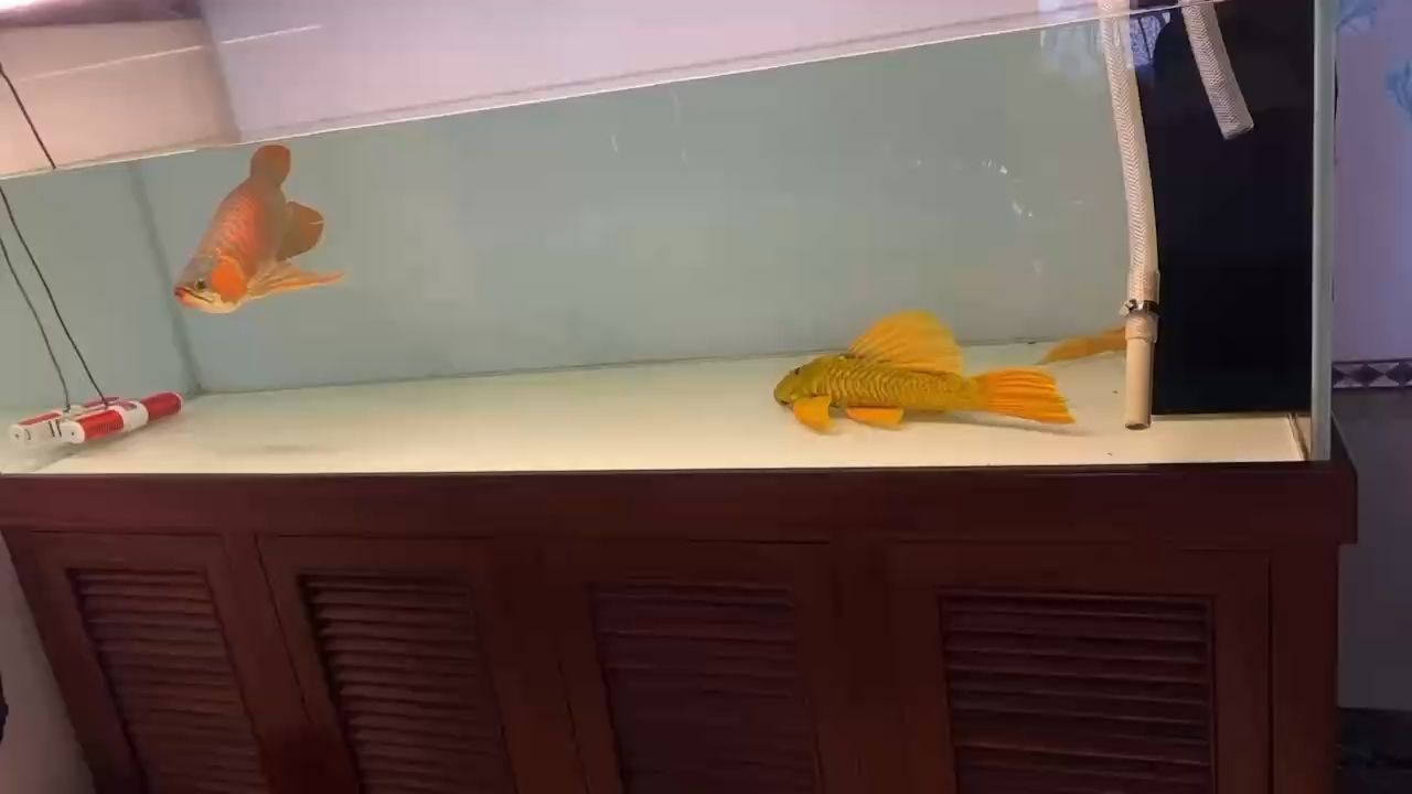 烏魯木齊哪里賣魚缸的最多啊多少錢（ 烏魯木齊哪里賣魚缸的最多啊多少錢一個） 烏魯木齊哪里賣魚缸的最多啊多少錢（ 烏魯木齊哪里賣魚缸的最多啊多少錢一個） 帝龍漁業
