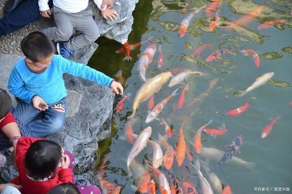 中國最貴紅龍魚7000萬圖片：探秘中國最貴紅龍魚，7000萬背后的傳奇與奧秘