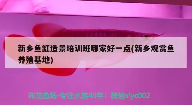 新鄉(xiāng)魚缸造景培訓(xùn)班哪家好一點(新鄉(xiāng)觀賞魚養(yǎng)殖基地)