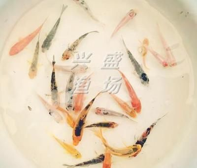 半斤草魚苗價格（半斤（約250克）的草魚苗價格是多少？）