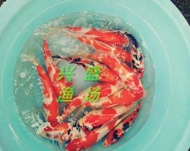 半斤草魚苗價格（半斤（約250克）的草魚苗價格是多少？）