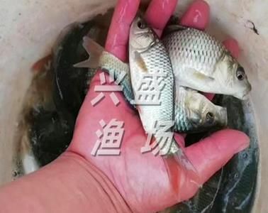 半斤草魚苗價格（半斤（約250克）的草魚苗價格是多少？）