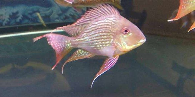 國產(chǎn)元寶鳳凰魚對比進口元寶鳳凰魚遜色很多：元寶鳳凰魚對比進口元寶鳳凰魚遜色很多