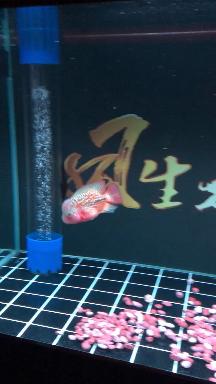 金龍魚的簡介怎么寫好看（金龍魚描述）