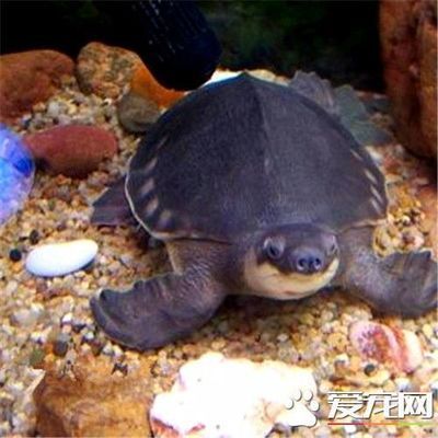 豬鼻龜適應(yīng)多少度的水溫生長(zhǎng)：豬鼻龜適應(yīng)多少度的水溫