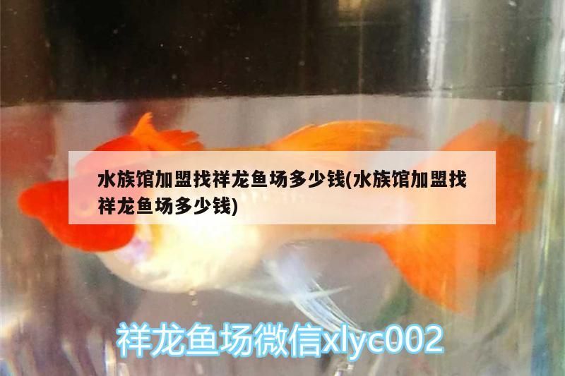 水族館加盟找祥龍魚場多少錢(水族館加盟找祥龍魚場多少錢) 水族館加盟找祥龍魚場多少錢(水族館加盟找祥龍魚場多少錢) vs祥龍魚場