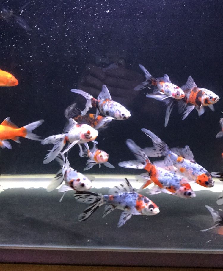 最好養的魚