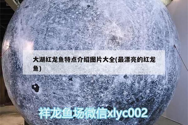 什么是大湖魚紅龍魚：大湖紅龍魚市場價格趨勢如何鑒別純種大湖紅龍魚市場價格趨勢