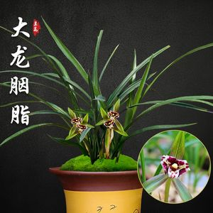 大龍是什么煙（大龍并不是一個具體的香煙品牌） 大龍是什么煙（大龍并不是一個具體的香煙品牌） 武吉美拉金龍魚 第1張