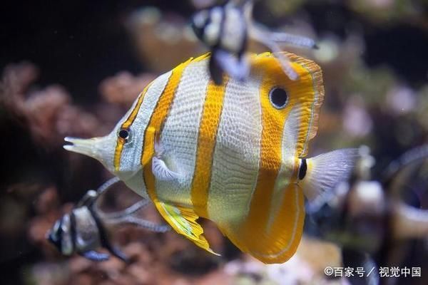 熱帶魚適宜水溫范圍，熱帶魚水溫調節技巧，熱帶魚冬季保溫方法