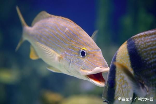 熱帶魚適宜水溫范圍，熱帶魚水溫調節技巧，熱帶魚冬季保溫方法