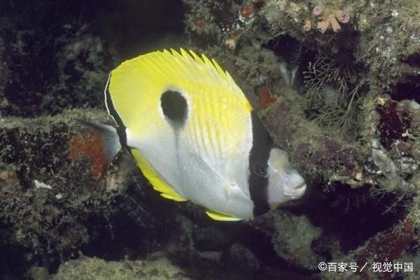 熱帶魚適宜水溫范圍，熱帶魚水溫調節技巧，熱帶魚冬季保溫方法