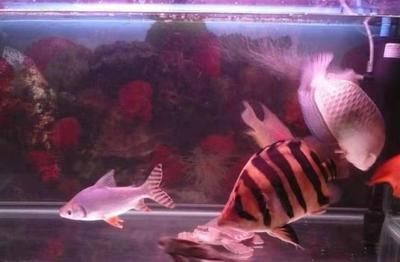 養了4年豬鼻龜要報案上：豬鼻龜處五年以下有期徒刑或拘役并處五年以下有期徒刑并處罰金 養了4年豬鼻龜要報案上：豬鼻龜處五年以下有期徒刑或拘役并處五年以下有期徒刑并處罰金 豬鼻龜百科 第1張