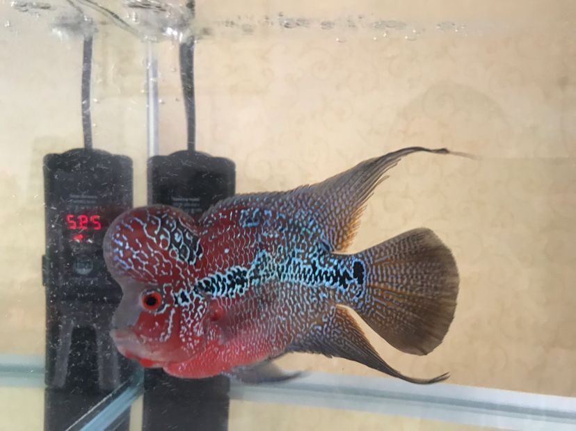 樂亭縣城關迎香花卉水族店