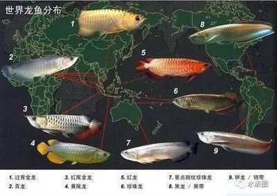 景德鎮陶瓷魚缸廠家電話號碼多少（ 景德鎮陶瓷金魚缸高檔）