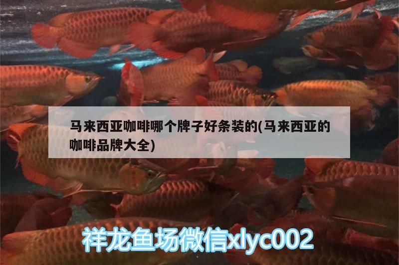 馬來西亞咖啡哪個(gè)牌子好條裝的(馬來西亞的咖啡品牌大全)