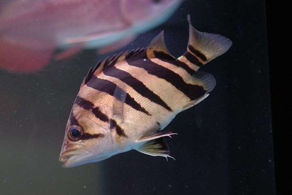 印虎魚能長多大：印尼虎魚的生長潛力受到多種因素影響，印尼虎魚能長多大 印虎魚能長多大：印尼虎魚的生長潛力受到多種因素影響，印尼虎魚能長多大 虎魚百科 第2張