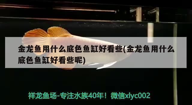 金龍魚魚缸底色用什么顏色最好看，金龍魚魚缸底色選擇指南,金龍魚觀賞價值提升技巧 金龍魚魚缸底色用什么顏色最好看，金龍魚魚缸底色選擇指南,金龍魚觀賞價值提升技巧 魚缸百科 第5張