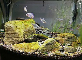 雪龍魚轉讓（雪龍魚價格） 雪龍魚轉讓（雪龍魚價格） 速倍妥魚糧魚藥