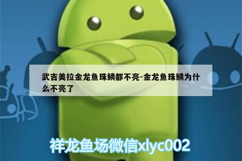 武吉美拉金龍魚珠鱗都不亮:金龍魚珠鱗為什么不亮了