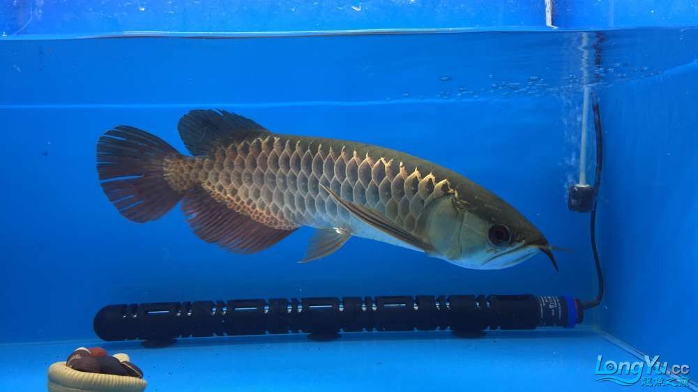 編號:0885李亞四古典金目測35CM+內附