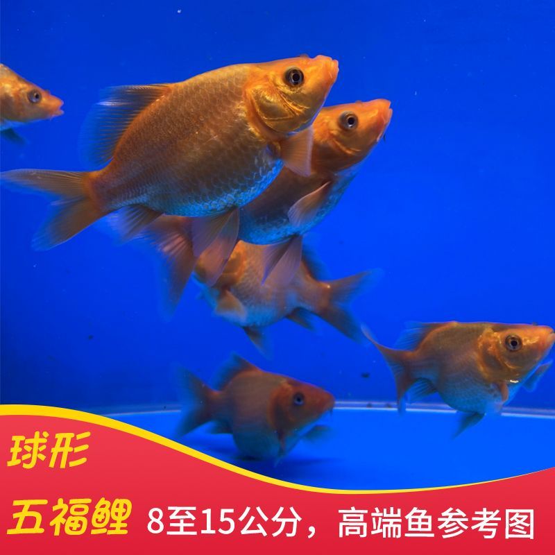 蝴蝶鯉魚苗養殖注意事項（全球觀賞魚文化探秘）