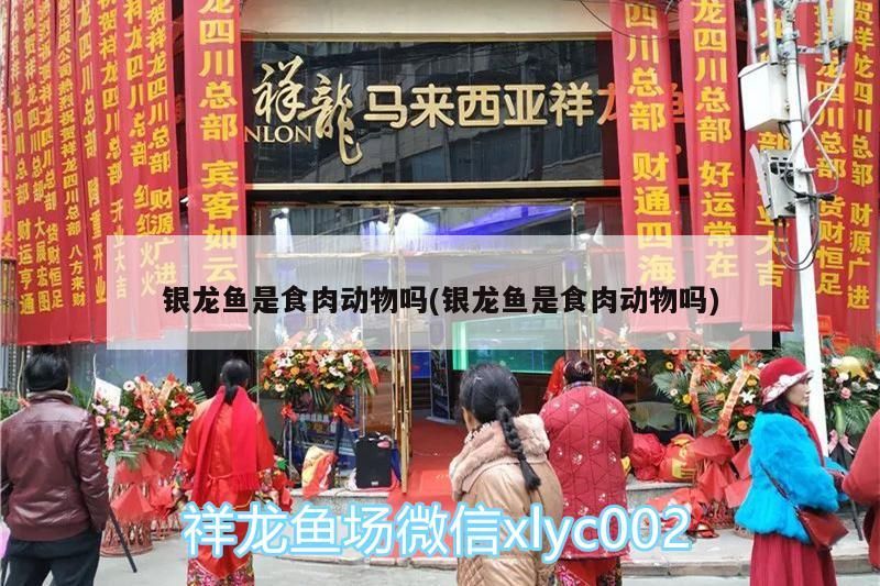 銀龍魚 銀龍魚是食肉動物嗎(銀龍魚是食肉動物嗎) 銀龍魚百科 銀龍魚是食肉動物嗎(銀龍魚是食肉動物嗎) 銀龍魚是食肉動物嗎(銀龍魚是食肉動物嗎) 銀龍魚百科