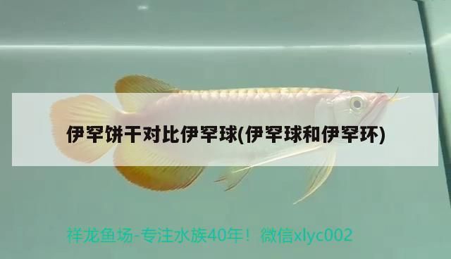 伊罕餅干對比伊罕球(伊罕球和伊罕環)
