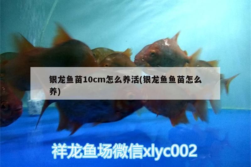 銀龍魚苗10cm怎么養活(銀龍魚魚苗怎么養)