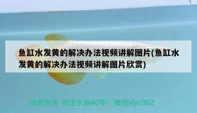 魚缸水發黃的解決辦法視頻講解圖片(魚缸水發黃的解決辦法視頻講解圖片欣賞) 魚缸水發黃的解決辦法視頻講解圖片(魚缸水發黃的解決辦法視頻講解圖片欣賞) 觀賞魚百科