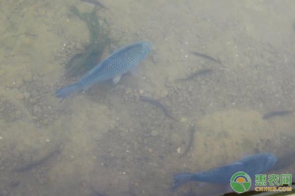 臨淄定做水族魚缸廠家電話(臨淄定做水族魚缸廠家電話多少) 臨淄定做水族魚缸廠家電話(臨淄定做水族魚缸廠家電話多少) 九鼎魚缸 第2張