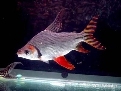 觀賞魚 白色 尾巴長(zhǎng)（關(guān)于觀賞魚的知識(shí)）