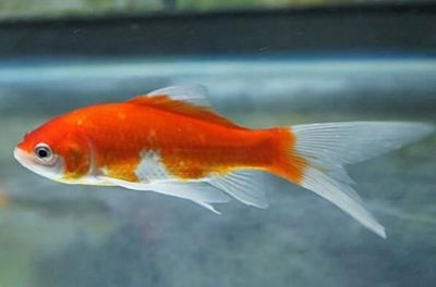 觀賞魚 白色 尾巴長(zhǎng)（關(guān)于觀賞魚的知識(shí)）
