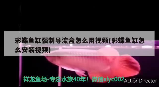 銅川新區哪里有賣魚缸的店子呢 銅川新區哪里有賣魚缸的店子呢多少錢 銅川新區哪里有賣魚缸的店子呢 銅川新區哪里有賣魚缸的店子呢多少錢 立達金龍魚 第1張