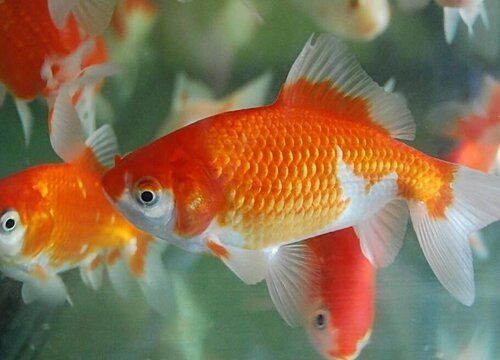 金龍魚是外資還是國企（金龍魚是外資還是國企是上市公司嗎）