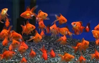 寵物觀賞魚有哪些品種好養(yǎng)（觀賞魚是常見的冷水觀賞魚,觀賞魚具有瑪麗魚體態(tài)嬌小輕盈）