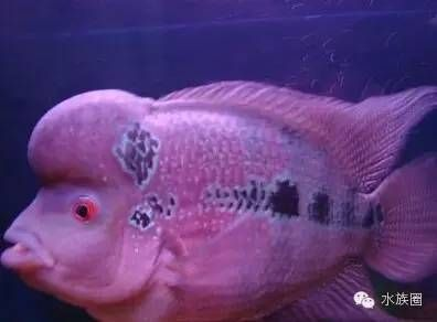 寵物觀賞魚有哪些品種好養(yǎng)（觀賞魚是常見的冷水觀賞魚,觀賞魚具有瑪麗魚體態(tài)嬌小輕盈）
