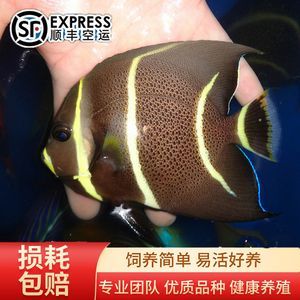 寵物觀賞魚有哪些品種好養(yǎng)（觀賞魚是常見的冷水觀賞魚,觀賞魚具有瑪麗魚體態(tài)嬌小輕盈）
